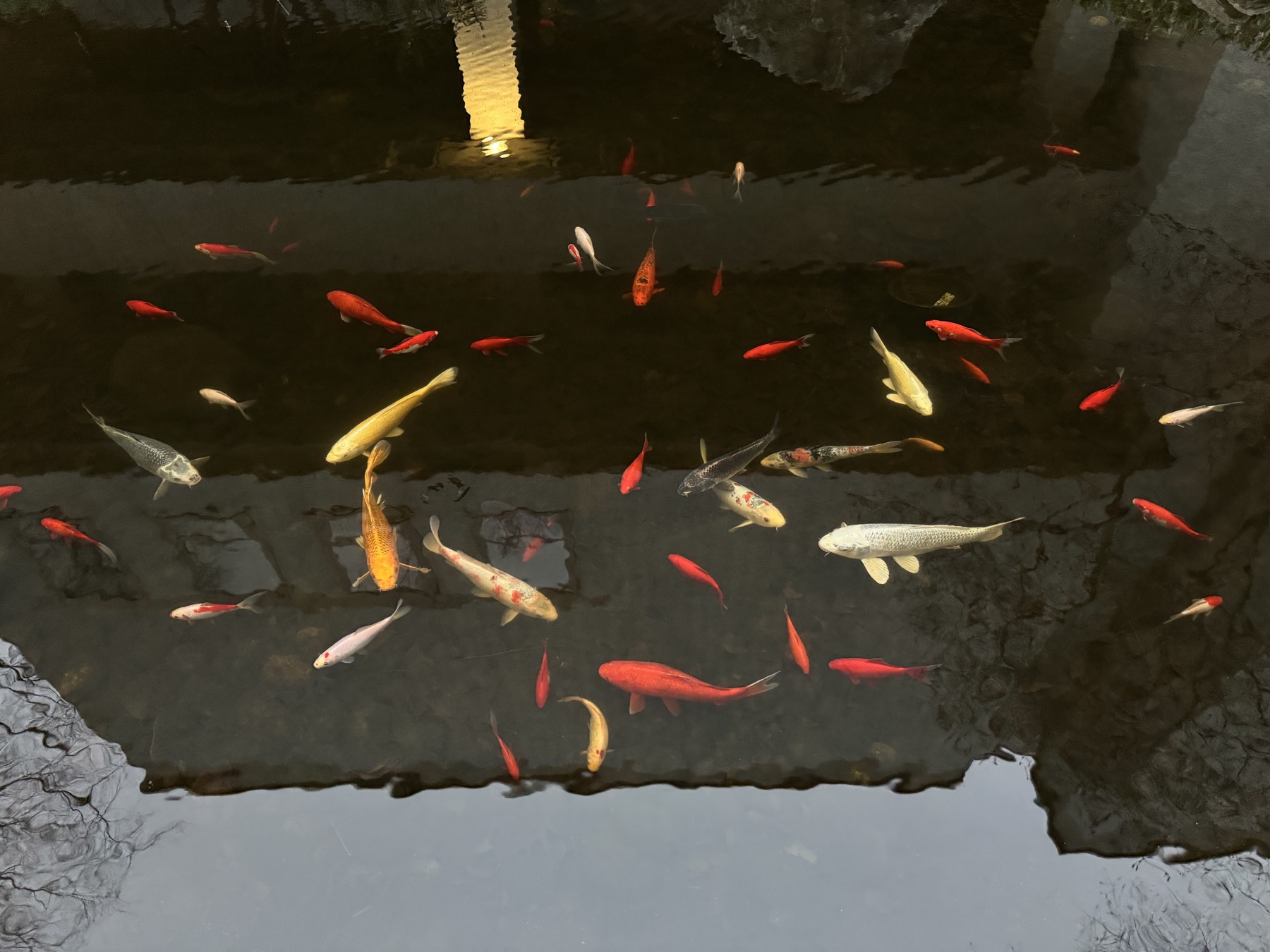Koi pond at Northeastern University