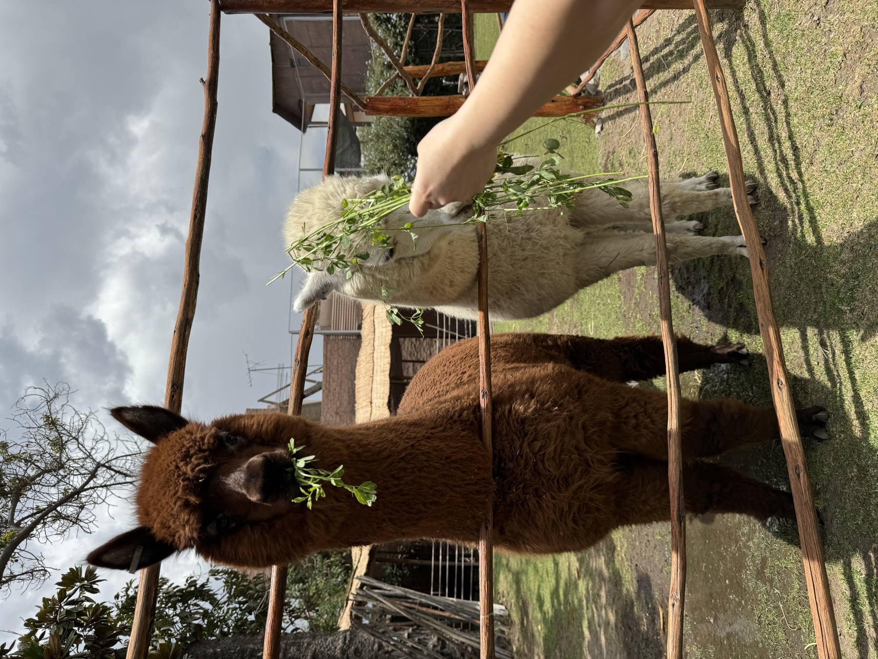 Alpacas in Arequipa, Peru