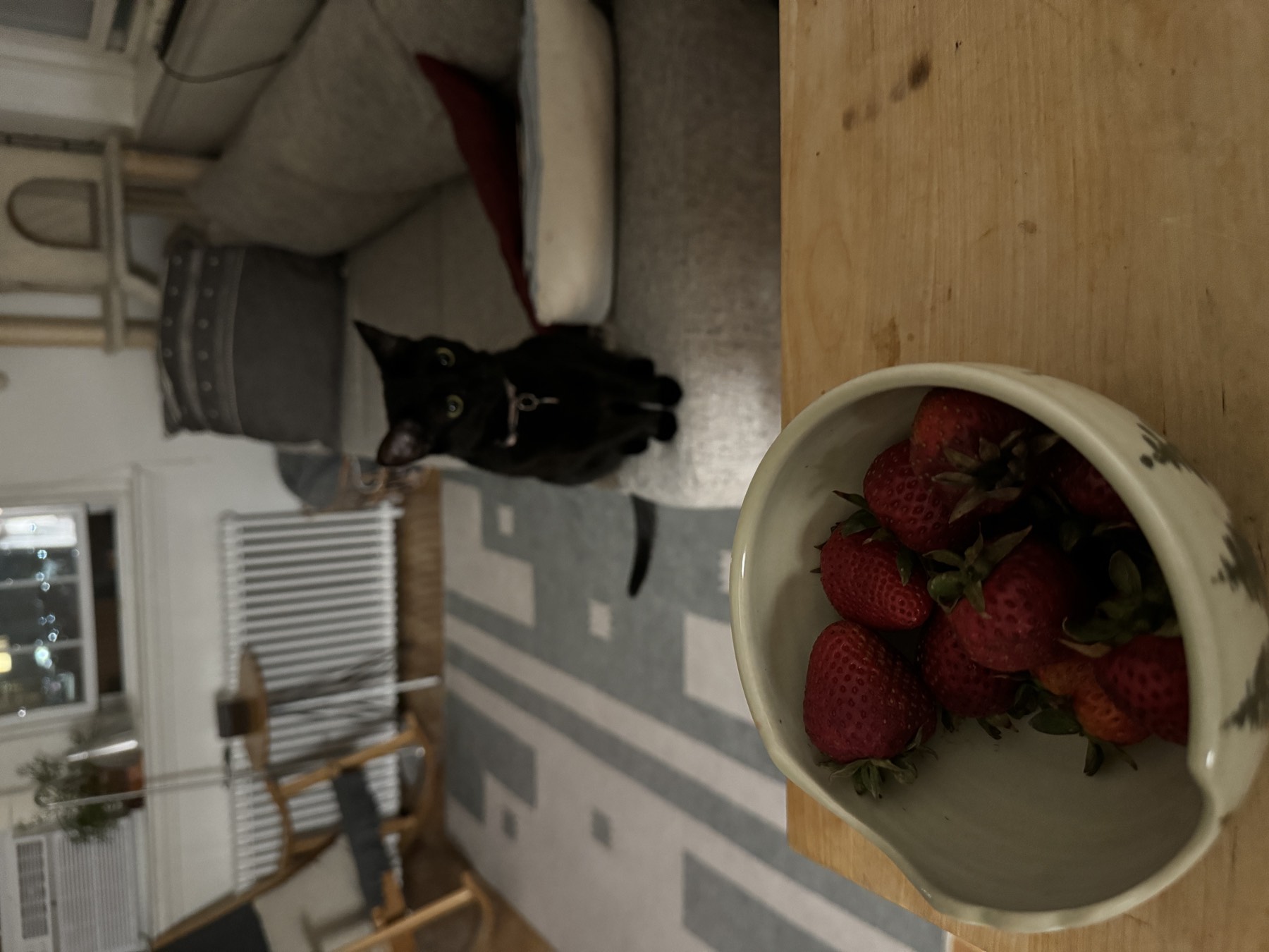 My DC roommate's cat