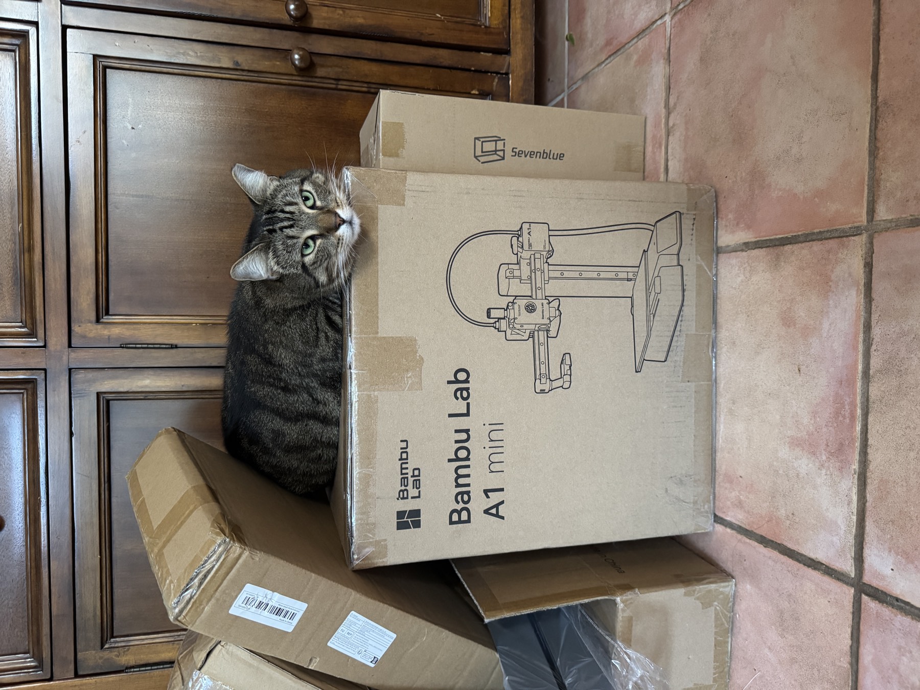Taiga lounging on my boxed 3D printer