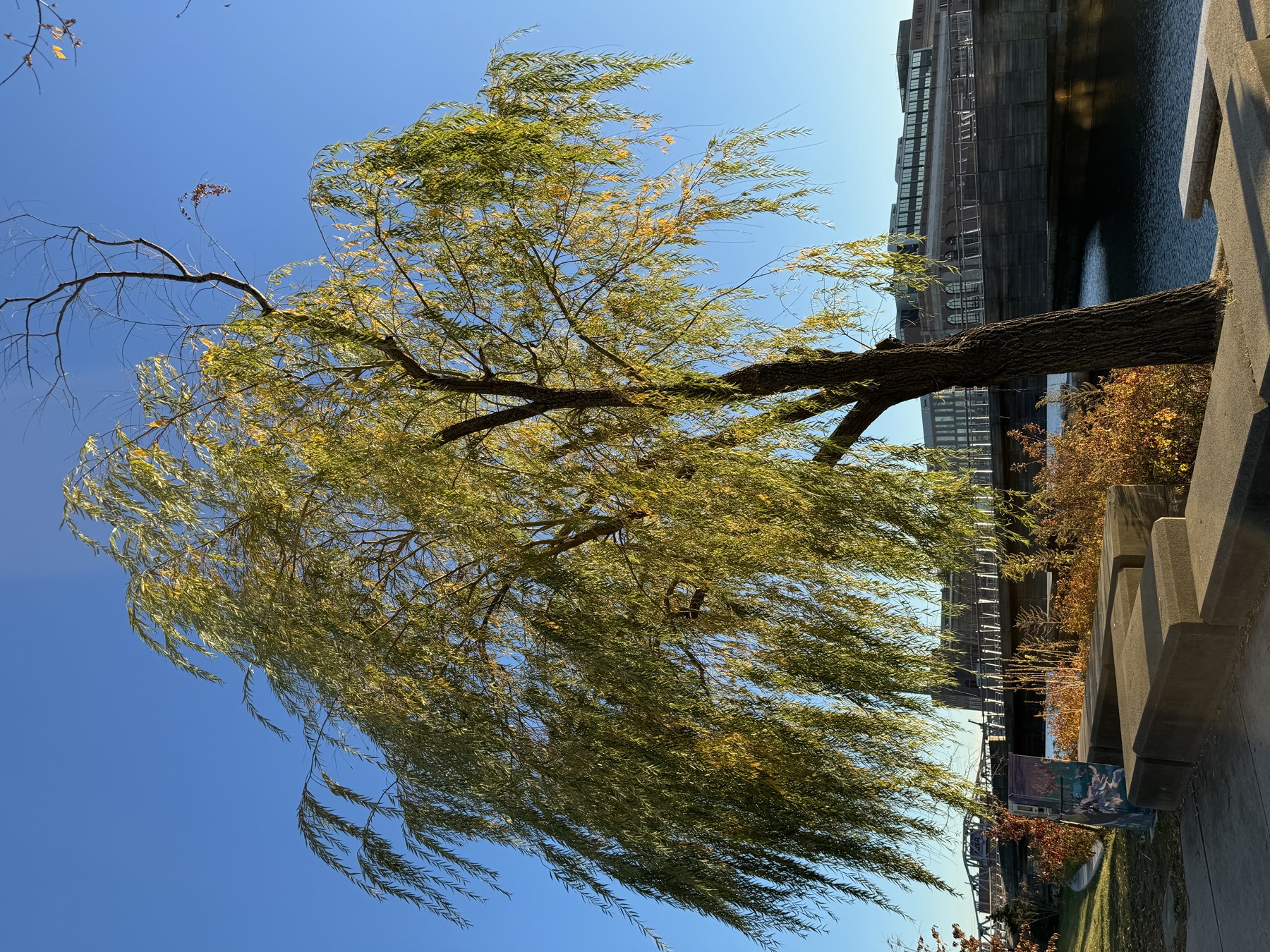 Tree at Providence River