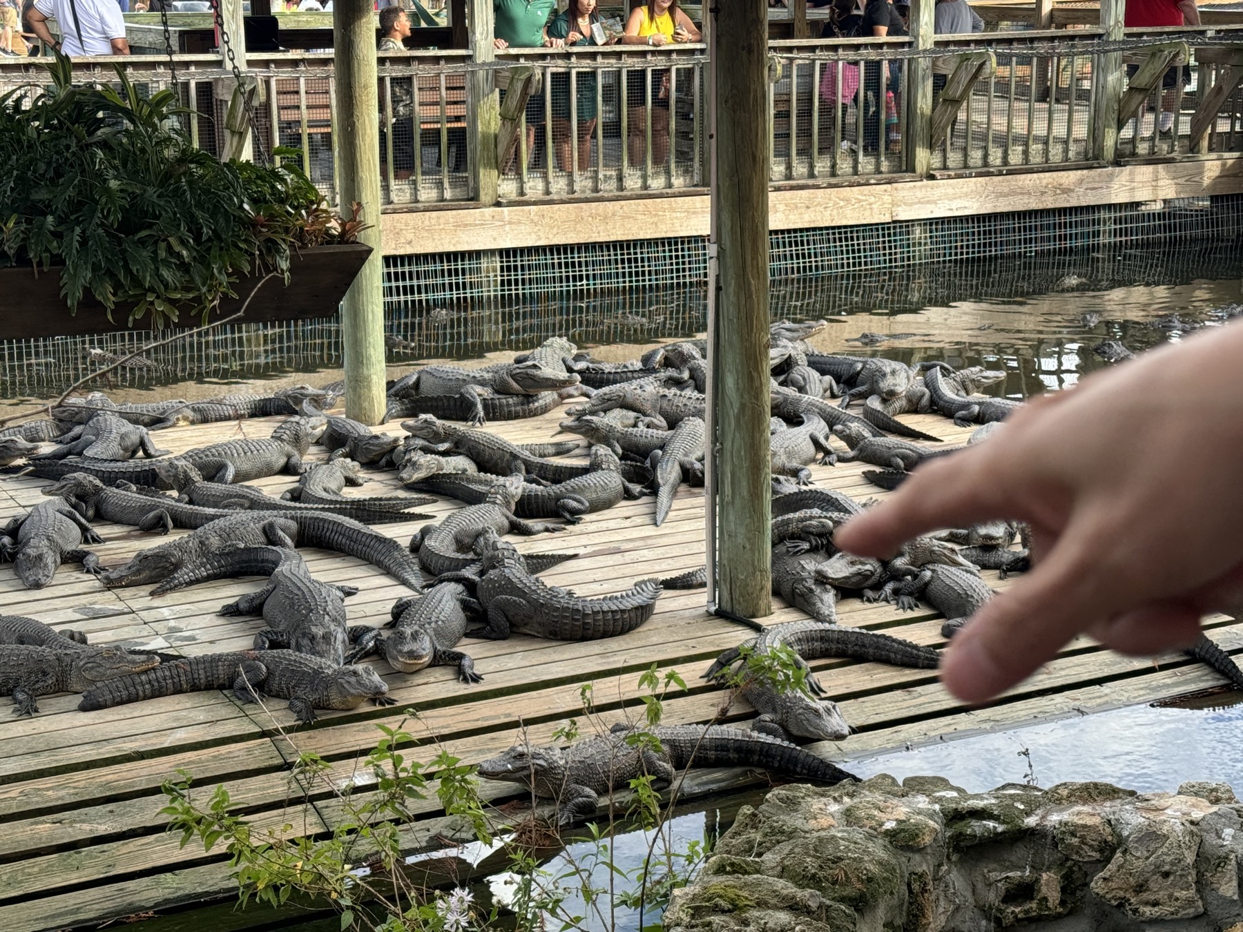 Gatorland in Orlando, FL