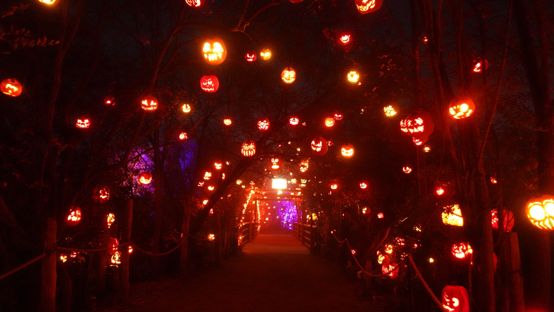 Jack-O-Lantern Spectacular in Providence, RI